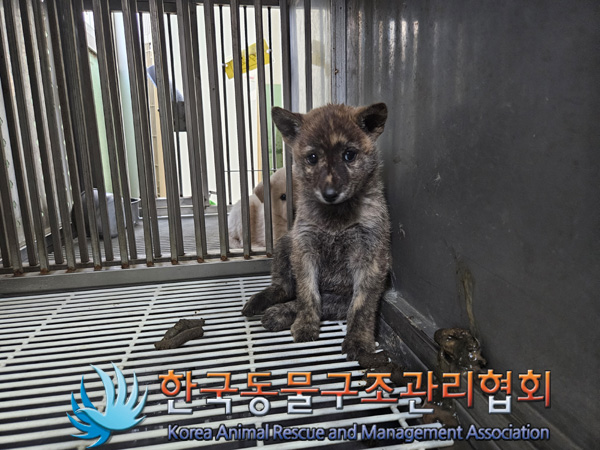 한국동물구조관리협회_441406202401987